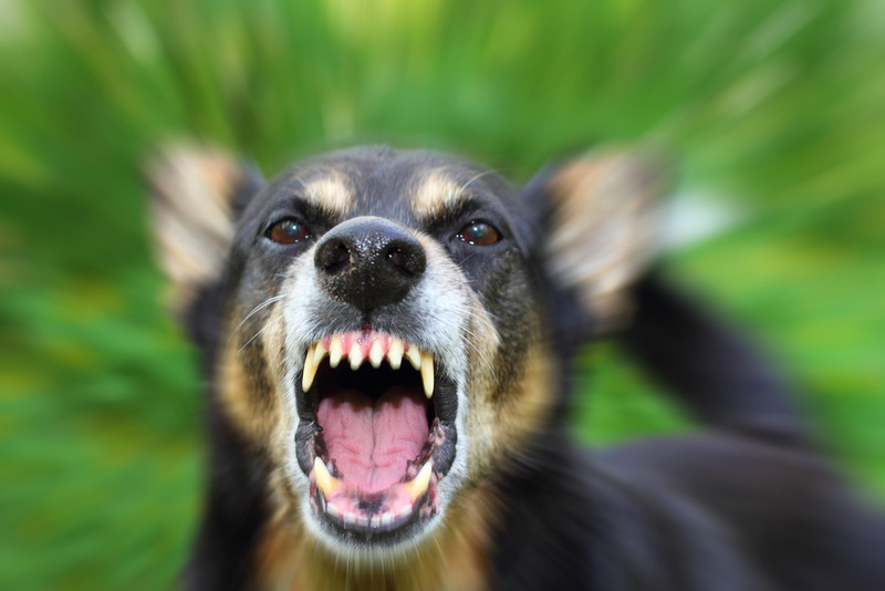 Animal Attacks and Dog Bites Lawyer in Glendale Animal Attacks and Dog Bites Lawyer in Glendale