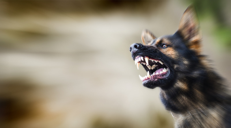 Professional Glendale Dog Bite Injury Attorney