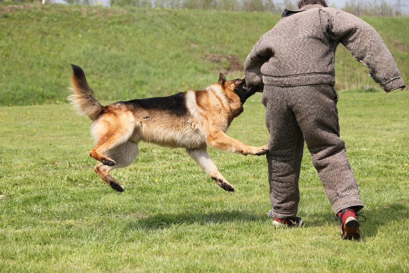 California dog bite and attack lawyer