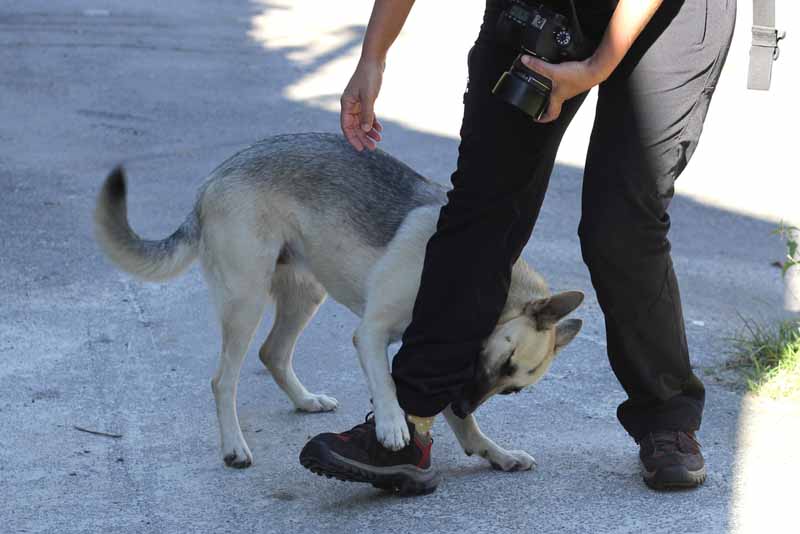 Abogado de mordedura de perro o ataque de animal en Los ÁngelesAbogado de mordedura de perro o ataque de animal en Los Ángeles