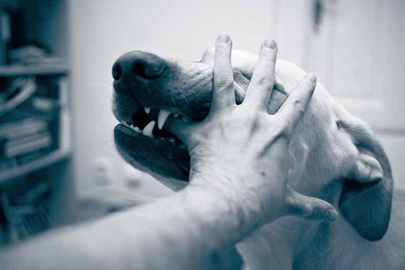 Abogado de mordedura de perro o ataque de animales en Los Ángeles