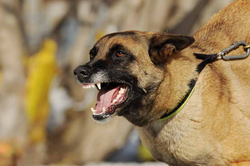 Abogado de lesiones por mordedura de perro en California