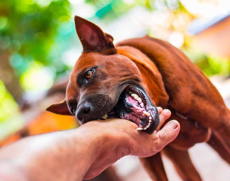 Abogados de lesiones por mordedura de perro en Los Ángeles