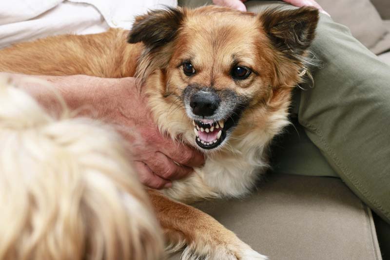 Dog Bite Risks During Holiday Gatherings: Protecting Guests and Pursuing Claims