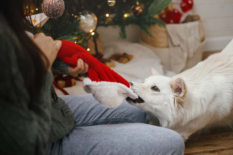 Dog Bite Risks During Holiday Gatherings: Protecting Guests and Pursuing Claims